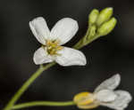 Lyrate rockcress